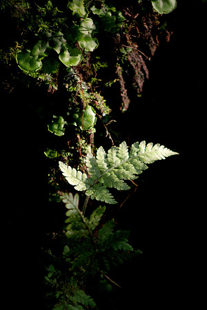 Aula Global Nature Preserve, Monteverde, Costa Rica