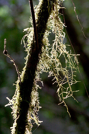 Aula Global Nature Preserve, Monteverde, Costa Rica