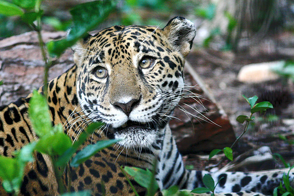 Belize Zoo, Belize City