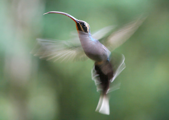 Green Hermit