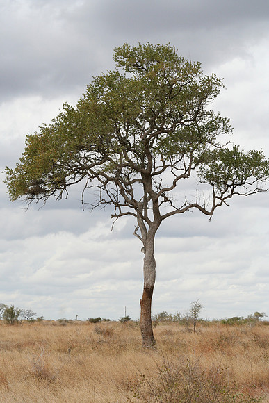 Kruger National Park, South Africa