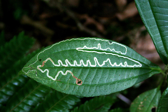 Aula Global Nature Preserve, Monteverde, Costa Rica