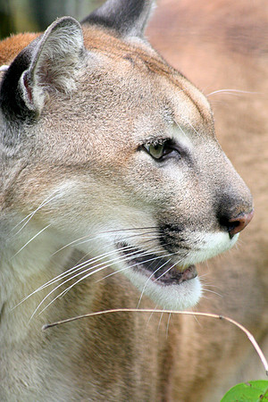Belize Zoo, Belize City