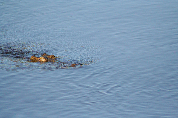 Nile Crocodile