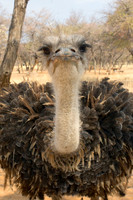 African Birds