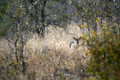 Duiker