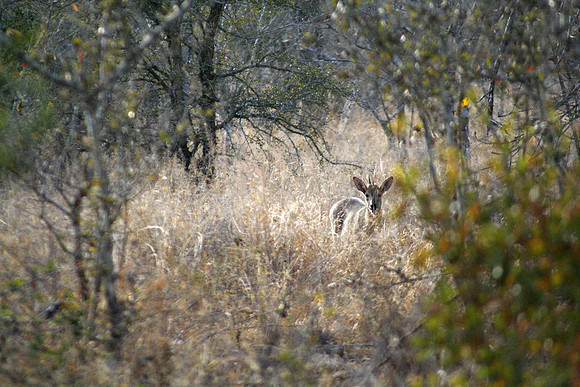 Duiker