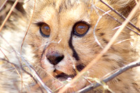 African Big Cats