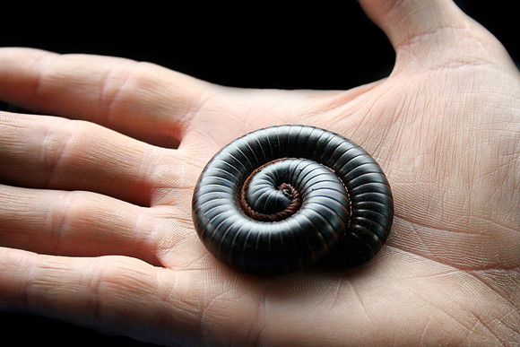 African Giant Millipede