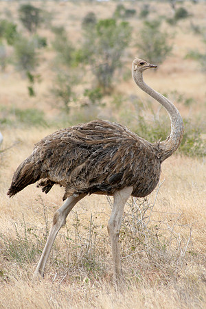 Ostrich