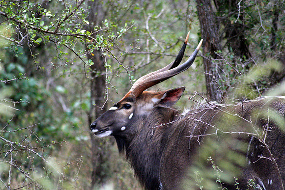 Male Nyala