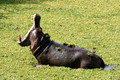 Hippopotamus