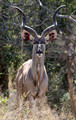 Male Kudu