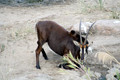 Sable Antelope