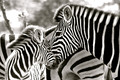 Burchell's Zebra with Young