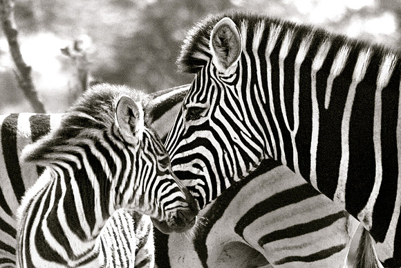 Burchell's Zebra with Young