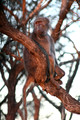 Chacma Baboon