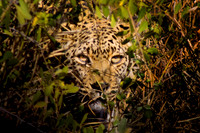 South Africa 2012