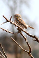 Pearl-Spotted Owlet