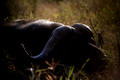 Cape Buffalo