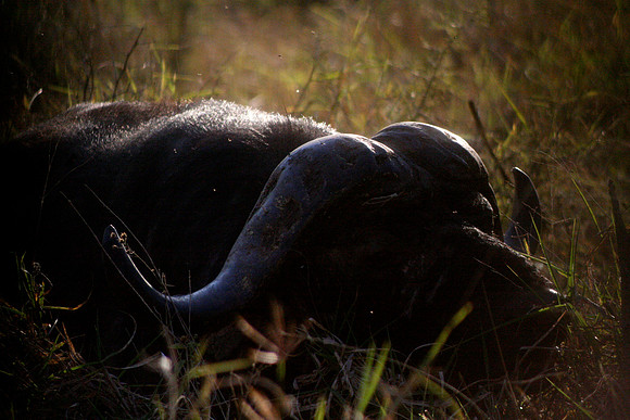 Cape Buffalo