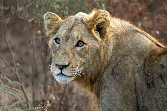 African Lion