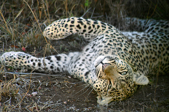 Leopard