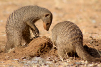 African Wildlife