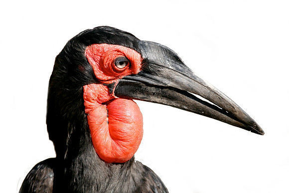 Ground Hornbill