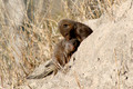 Dwarf Mongoose