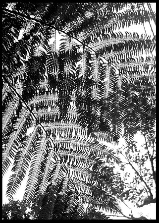 Aula Global Nature Preserve, Monteverde, Costa Rica