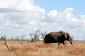 African Elephant
