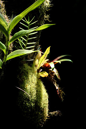 Aula Global Nature Preserve, Monteverde, Costa Rica