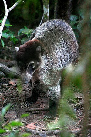 Belize Zoo, Belize City
