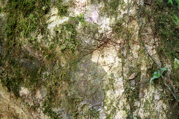 Aula Global Nature Preserve, Monteverde, Costa Rica