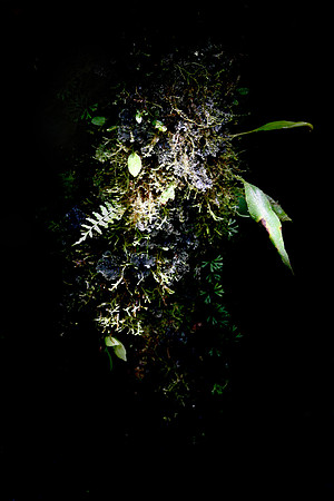 Aula Global Nature Preserve, Monteverde, Costa Rica