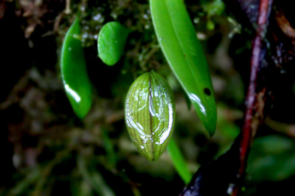 Aula Global Nature Preserve, Monteverde, Costa Rica
