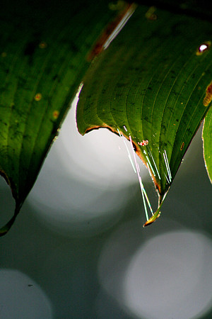 Aula Global Nature Preserve, Monteverde, Costa Rica