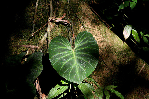 Aula Global Nature Preserve, Monteverde, Costa Rica