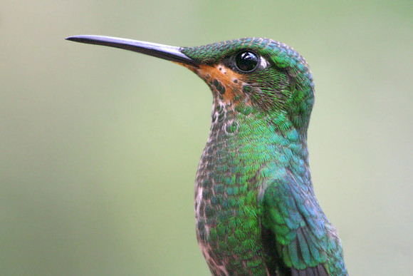Monteverde, Costa Rica