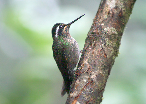 Purple-throated Mountain-gem