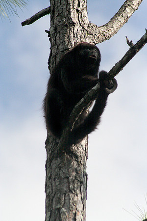 Belize Zoo, Belize City