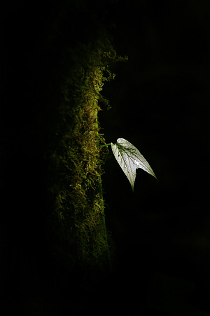 Aula Global Nature Preserve, Monteverde, Costa Rica