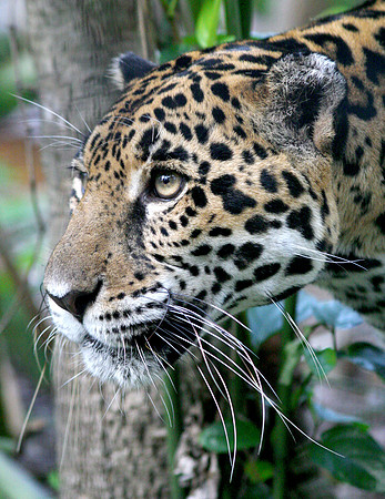 Belize Zoo, Belize City