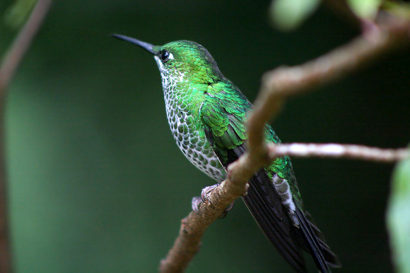 Green-crowned Brilliant