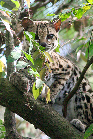 Belize Zoo, Belize City