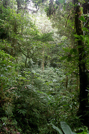 Monteverde, Costa Rica