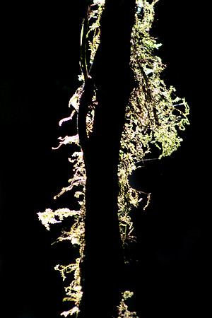 Aula Global Nature Preserve, Monteverde, Costa Rica