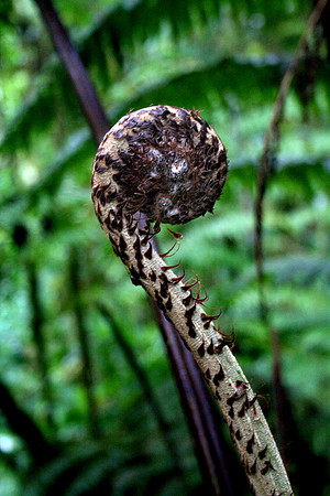 Aula Global Nature Preserve, Monteverde, Costa Rica