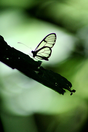 Aula Global Nature Preserve, Monteverde, Costa Rica